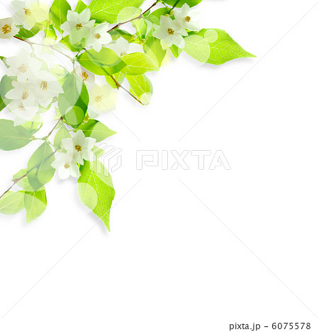 白い花と光 のイラスト素材