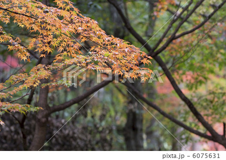 紅葉のもみじ 6075631