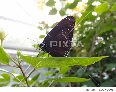 蝶々(葉の上で休憩中) 蝶々(葉の上で休憩中) 6075729