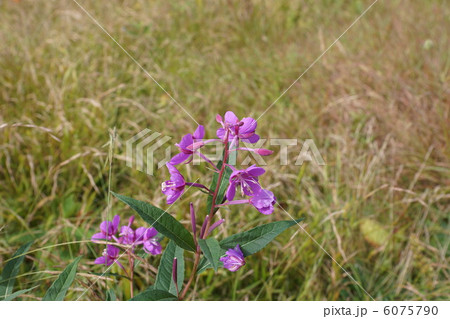 ヤナギラン ヤナギラン 6075790