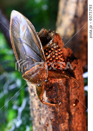 タガメの抱卵 タガメの抱卵 6075793