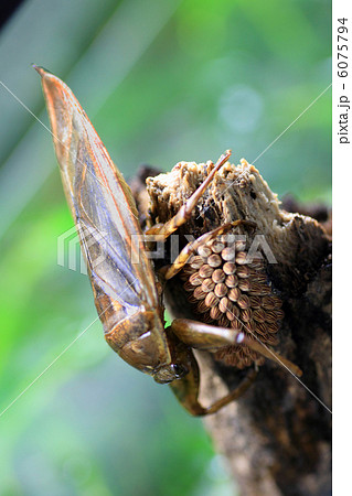 タガメの抱卵 6075794