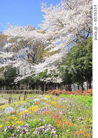 桜と花畑 6076354
