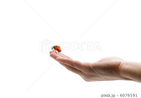 ladybird on hand 6076591