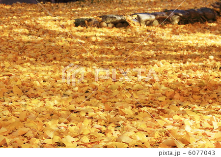落ち葉の絨毯 6077043