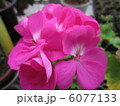 ゼラニウム 6077133