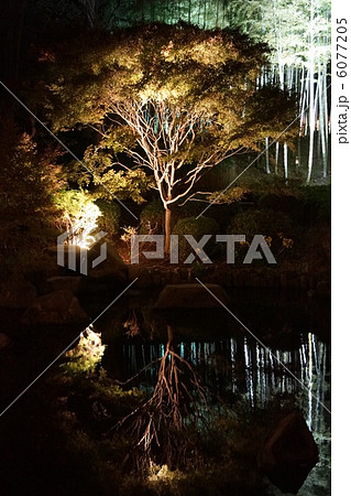 大磯城山公園　紅葉ライトアップ 6077205