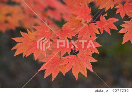 コハウチワカエデの紅葉 6077256
