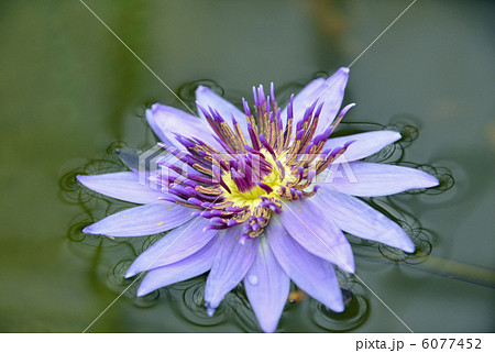 ヒツジグサ 6077452