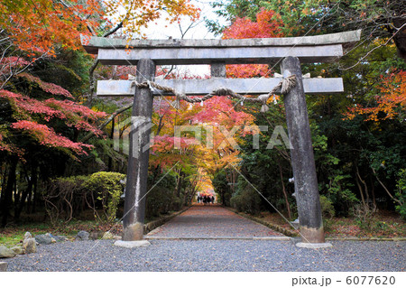大原野神社の鳥居 6077620