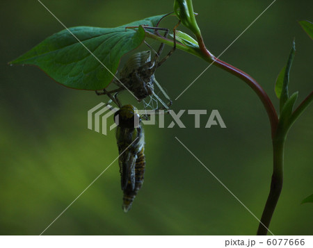 オオヤマトンボの羽化 オオヤマトンボの羽化 6077666