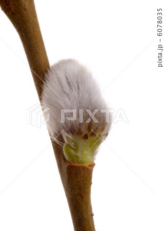 Twig of spring pussy willow 6078035