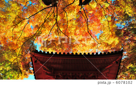 牛滝山大威徳寺の紅葉 牛滝山大威徳寺の紅葉 6078102