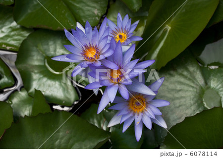 青い睡蓮 青い睡蓮 6078114