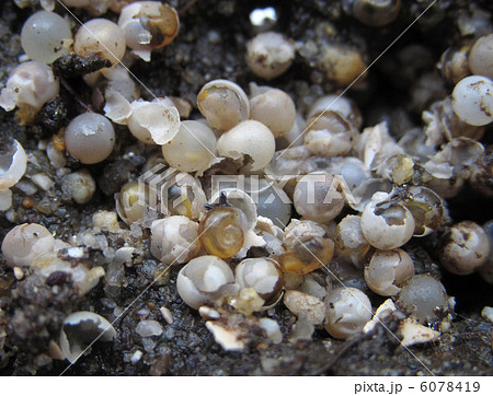 生まれたよ 6078419