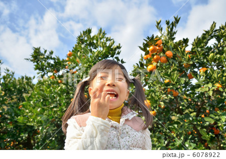 みかん狩りをする女の子 みかん狩りをする女の子 6078922