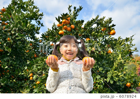 みかん狩りをする女の子 6078924