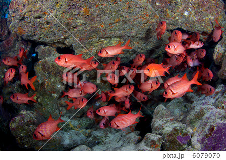 アカマツカサの群れ アカマツカサの群れ 6079070