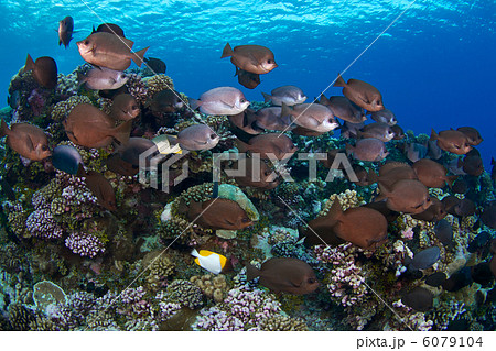 トンプソンバタフライフィシュの群れ 6079104