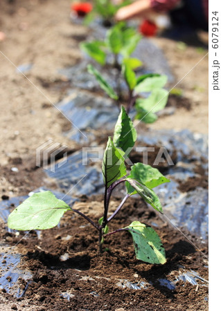 苗植え 6079124