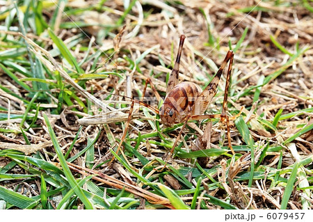 芝生のカマドウマ 芝生のカマドウマ 6079457