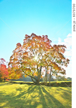 ナンキンハゼ 6079700