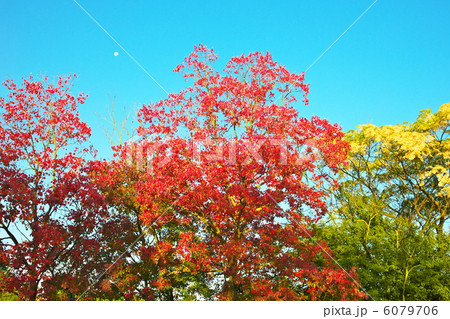 ナンキンハゼ 6079706