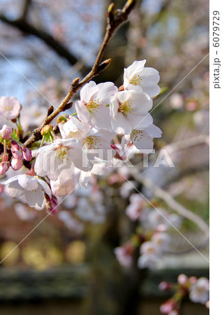 桜 6079729