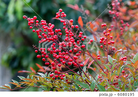 紅葉の南天 6080195