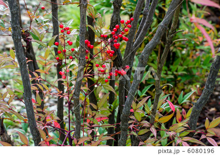 紅葉の南天 6080196