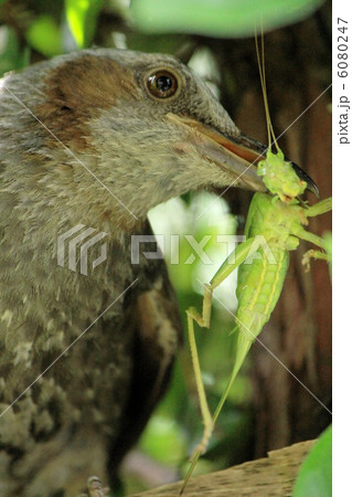 えさを運ぶひよどり えさを運ぶひよどり 6080247
