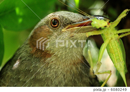 えさを運ぶひよどり 6080249