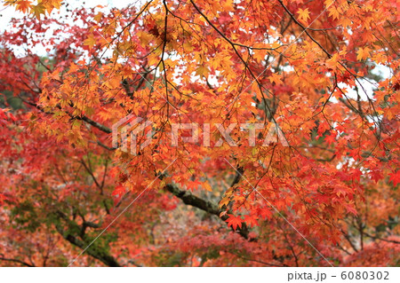 修禅寺の紅葉 6080302