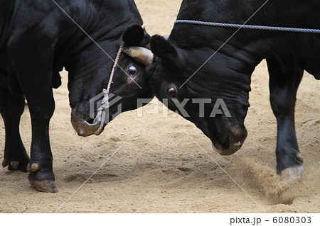 島根　隠岐の島　牛突き① 6080303