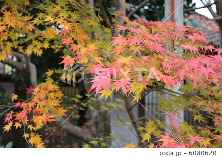 源光庵 源光庵 6080620