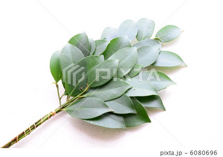 榊 榊 6080696