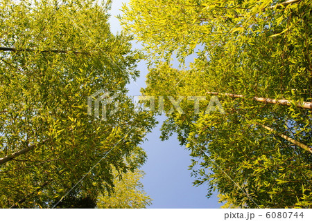 竹林から空を仰ぎ見る 6080744
