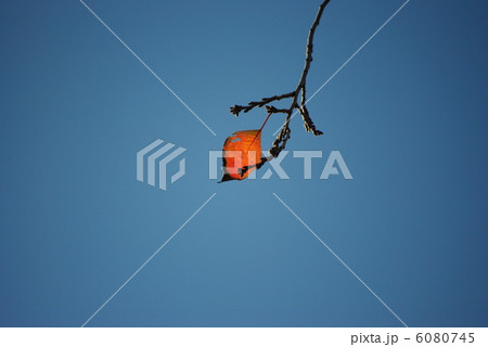 一枚の枯れ葉 6080745