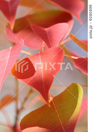 ナンキンハゼの紅葉 6080896