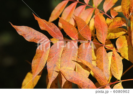 カイノキの紅葉 カイノキの紅葉 6080902