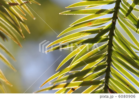 コウヨウザンの葉 コウヨウザンの葉 6080906