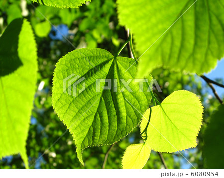 Green foliage of spring tree Green foliage of spring tree 6080954