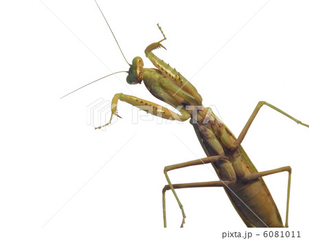 mantis  insect 6081011