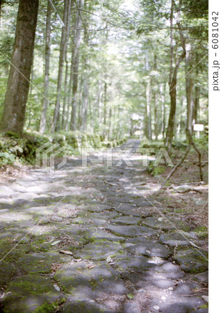 軽井沢の森 6081042