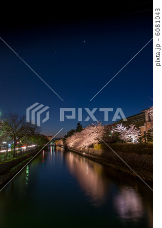 岡崎桜回廊 6081043