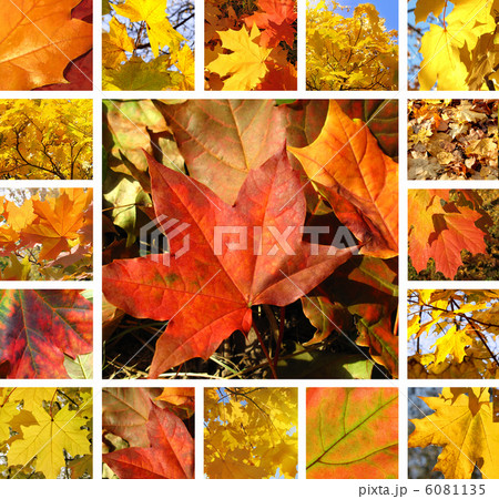 Autumn collage 6081135
