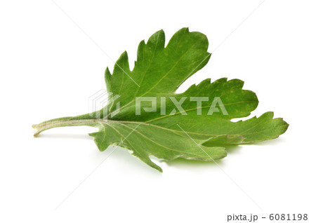 Leaf isolated on white background Leaf isolated on white background 6081198