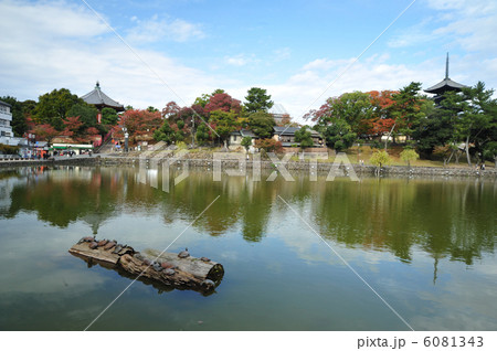 奈良 猿沢池 奈良 猿沢池 6081343