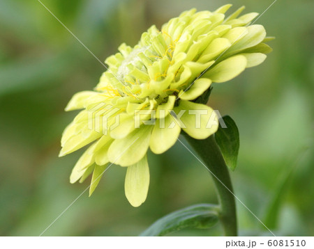 珍しい百日草(エンヴィ) 珍しい百日草(エンヴィ) 6081510