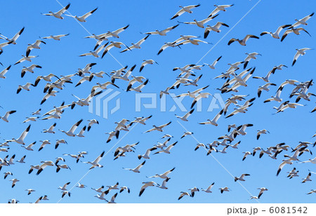 ハクガンの群れ 6081542